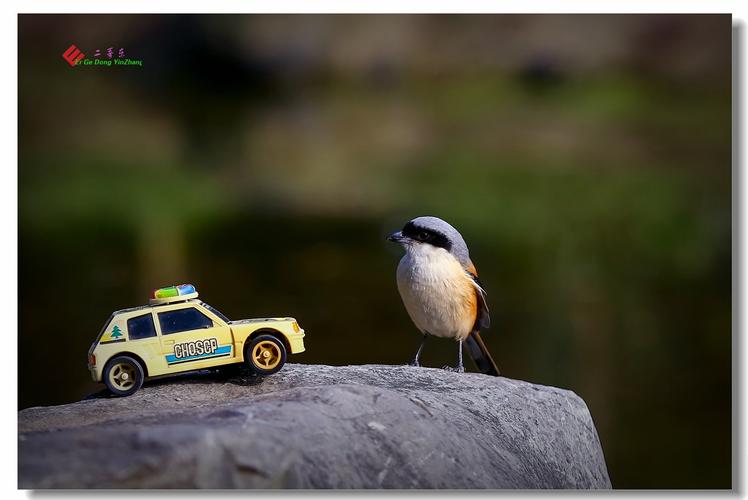 鸟为什么喜欢汽车原因（鸟为什么喜欢汽车音乐）