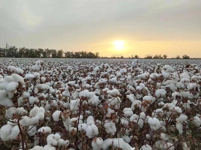 新疆棉花质量好_新疆棉花质量好的主要原因