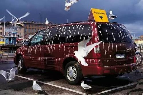鸟为什么在汽车上拉屎（鸟为什么在车镜上拉屎）